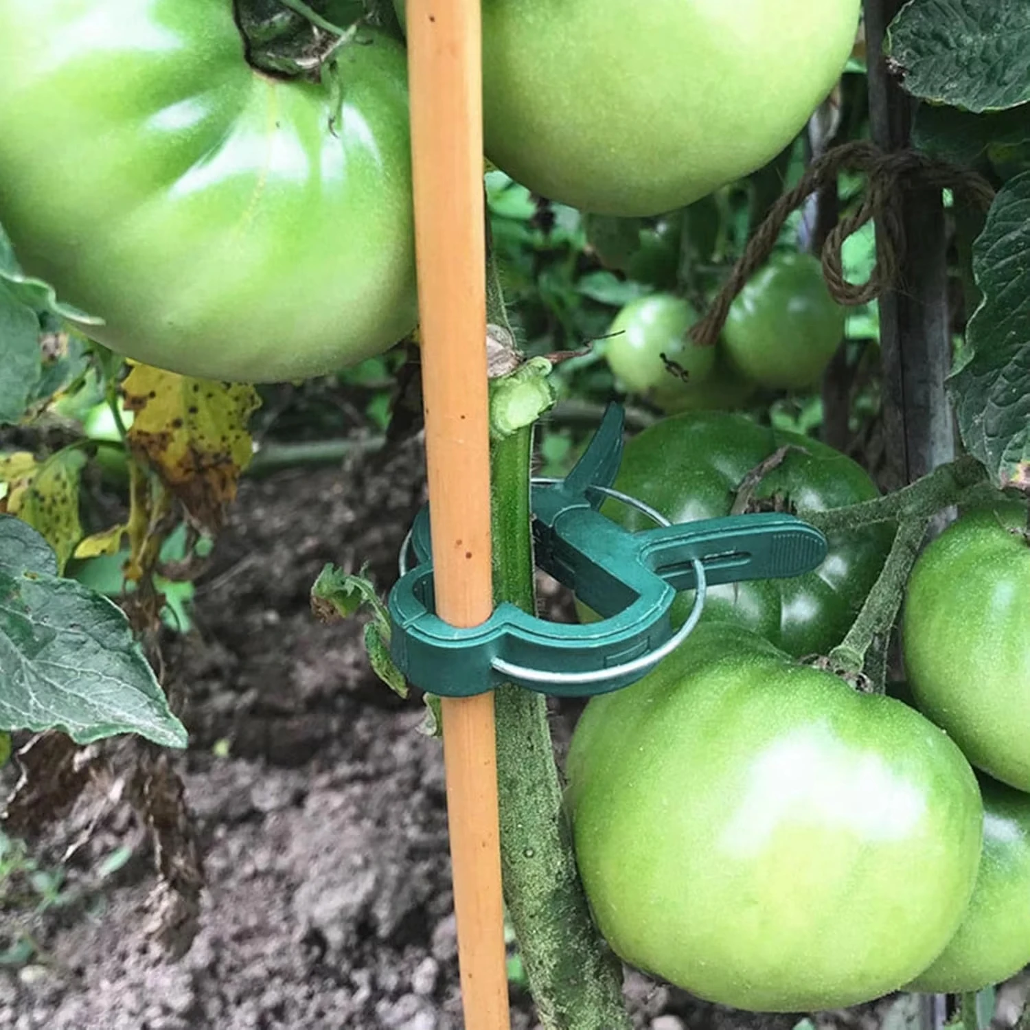植物固定クリップ 再利用可能なガーデン温室ブラケット 庭の植 - Vine Climbing Plastic のレビューと価格