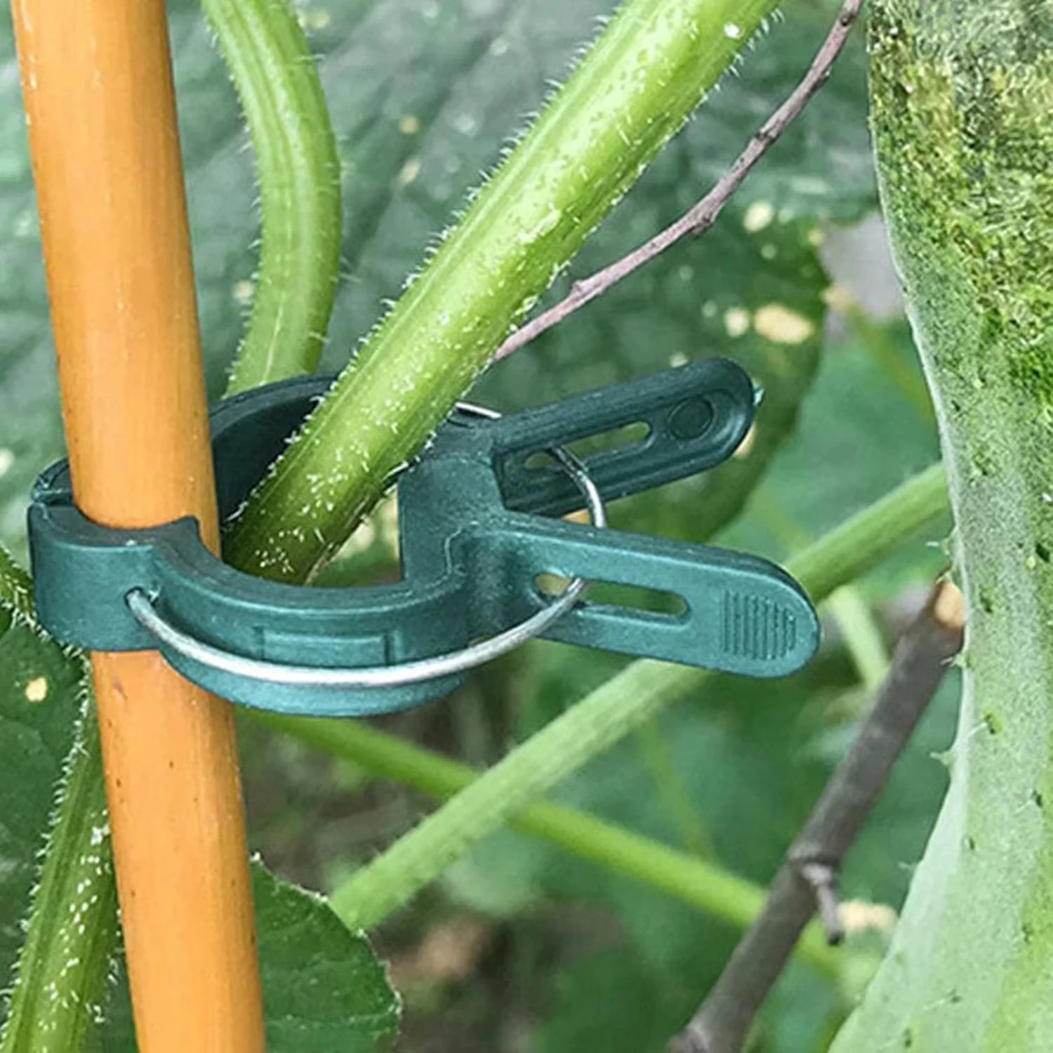 植物固定クリップ 再利用可能なガーデン温室ブラケット 庭の植 - Vine Climbing Plastic のレビューと価格